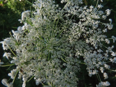 Queen Anne's lace 3